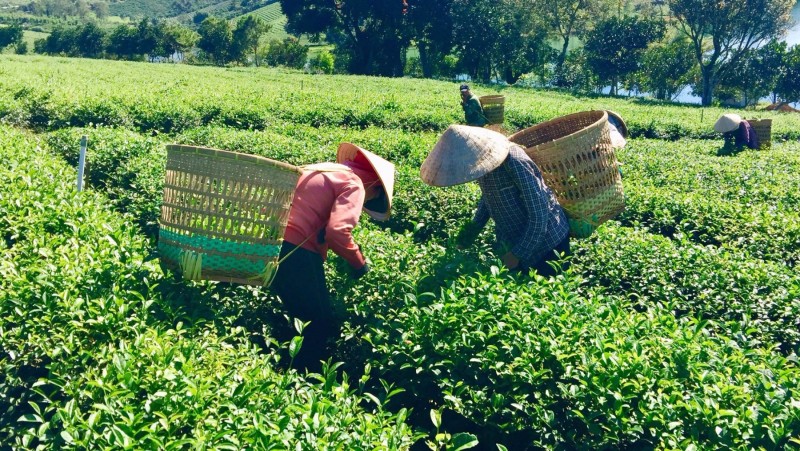 Nông dân hái chè tại đồi chè Tâm Châu - Đamb'ri