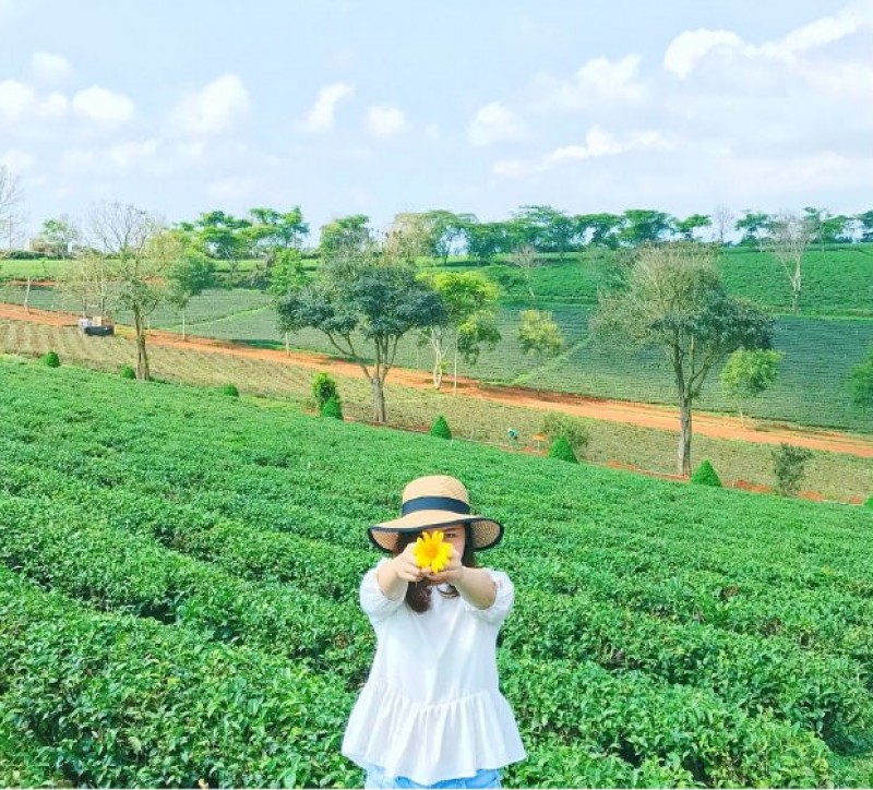 Đồi chè Tâm Châu