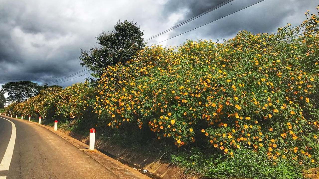 cung duong hoa da quy