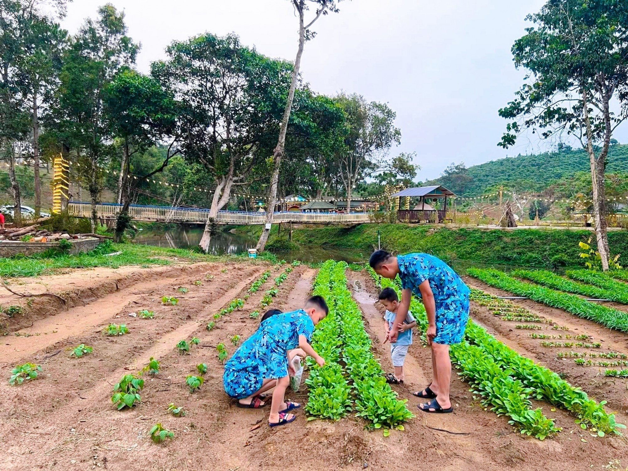 Trải nghiệm trồng rau tại Đamb&rgb(0, 3, 9);ri Eco Glamping